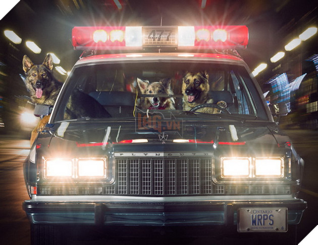 Đi tìm người mẫu chụp ảnh, Bang cảnh sát lại làm bộ ảnh lịch Cảnh Khuyển ngộ nghĩnh đáng yêu  10