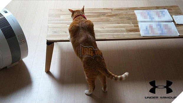  Boss mèo nặng 9,4kg quá to béo vạm vỡ, được tài trợ bao nhiêu đồ xịn mà mặc không vừa khiến sen than trời