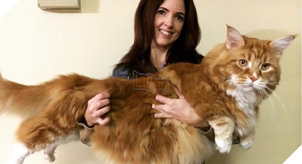  Boss mèo nặng 9,4kg quá to béo vạm vỡ, được tài trợ bao nhiêu đồ xịn mà mặc không vừa khiến sen than trời 2