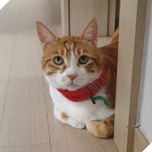  Boss mèo nặng 9,4kg quá to béo vạm vỡ, được tài trợ bao nhiêu đồ xịn mà mặc không vừa khiến sen than trời 11