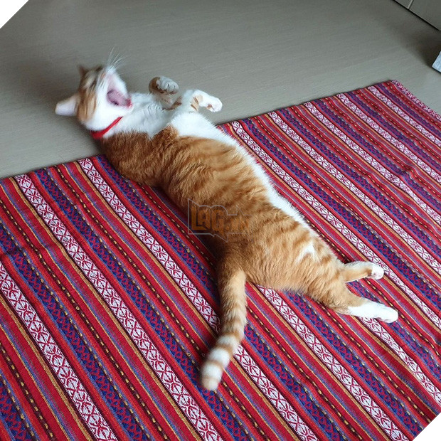  Boss mèo nặng 9,4kg quá to béo vạm vỡ, được tài trợ bao nhiêu đồ xịn mà mặc không vừa khiến sen than trời 12