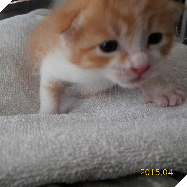  Boss mèo nặng 9,4kg quá to béo vạm vỡ, được tài trợ bao nhiêu đồ xịn mà mặc không vừa khiến sen than trời 3