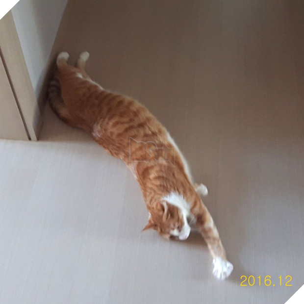  Boss mèo nặng 9,4kg quá to béo vạm vỡ, được tài trợ bao nhiêu đồ xịn mà mặc không vừa khiến sen than trời 4