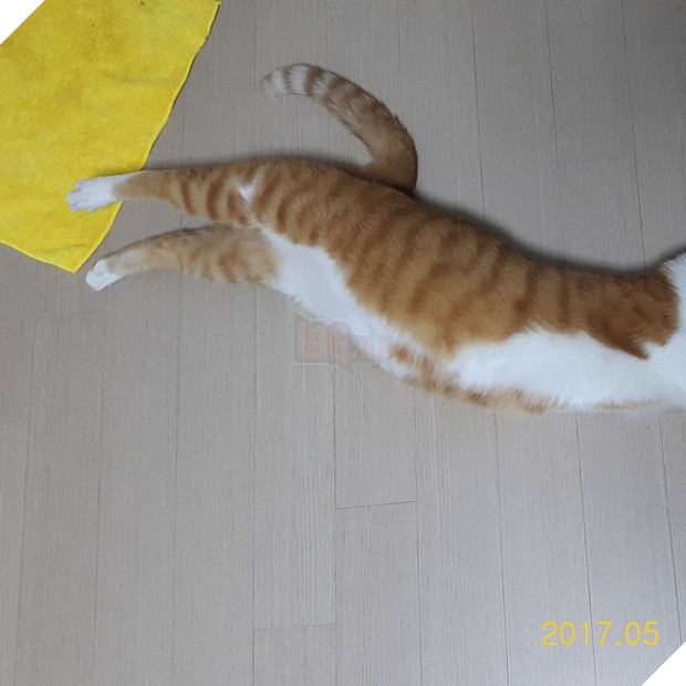  Boss mèo nặng 9,4kg quá to béo vạm vỡ, được tài trợ bao nhiêu đồ xịn mà mặc không vừa khiến sen than trời 5