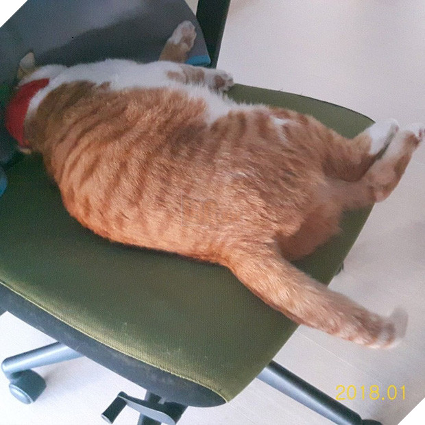  Boss mèo nặng 9,4kg quá to béo vạm vỡ, được tài trợ bao nhiêu đồ xịn mà mặc không vừa khiến sen than trời 6