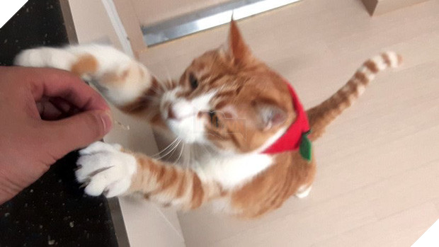  Boss mèo nặng 9,4kg quá to béo vạm vỡ, được tài trợ bao nhiêu đồ xịn mà mặc không vừa khiến sen than trời 7