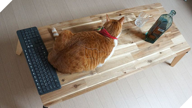  Boss mèo nặng 9,4kg quá to béo vạm vỡ, được tài trợ bao nhiêu đồ xịn mà mặc không vừa khiến sen than trời 8