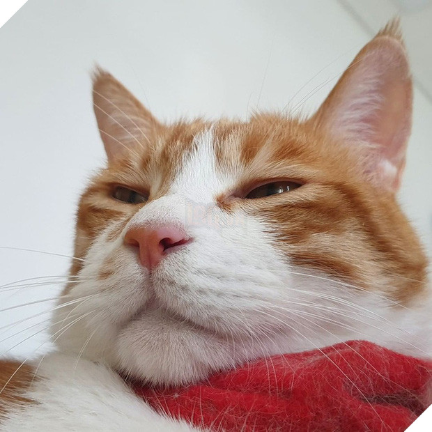  Boss mèo nặng 9,4kg quá to béo vạm vỡ, được tài trợ bao nhiêu đồ xịn mà mặc không vừa khiến sen than trời 9