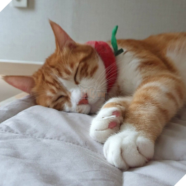  Boss mèo nặng 9,4kg quá to béo vạm vỡ, được tài trợ bao nhiêu đồ xịn mà mặc không vừa khiến sen than trời 10