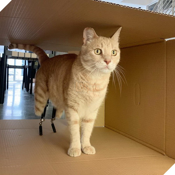 Bé mèo đốn tim cộng đồng mạng với 2 chân giả đáng yêu và vui vẻ chơi đùa 4