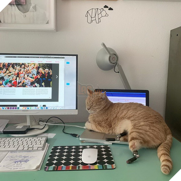 Bé mèo đốn tim cộng đồng mạng với 2 chân giả đáng yêu và vui vẻ chơi đùa