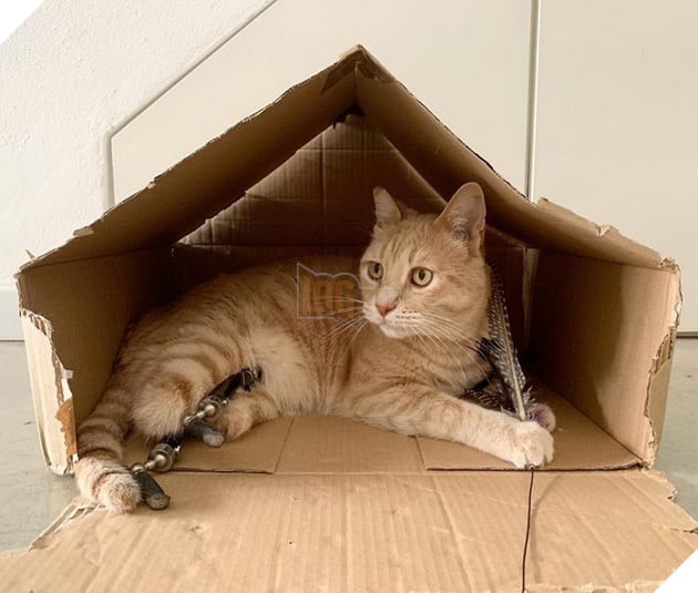 Bé mèo đốn tim cộng đồng mạng với 2 chân giả đáng yêu và vui vẻ chơi đùa 6