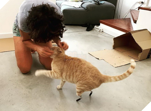 Bé mèo đốn tim cộng đồng mạng với 2 chân giả đáng yêu và vui vẻ chơi đùa 3