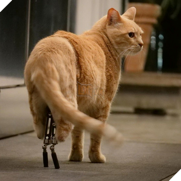 Bé mèo đốn tim cộng đồng mạng với 2 chân giả đáng yêu và vui vẻ chơi đùa 5