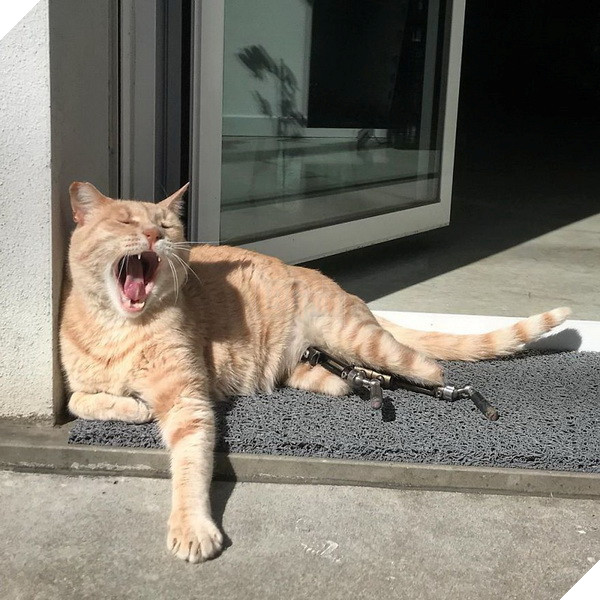 Bé mèo đốn tim cộng đồng mạng với 2 chân giả đáng yêu và vui vẻ chơi đùa 7