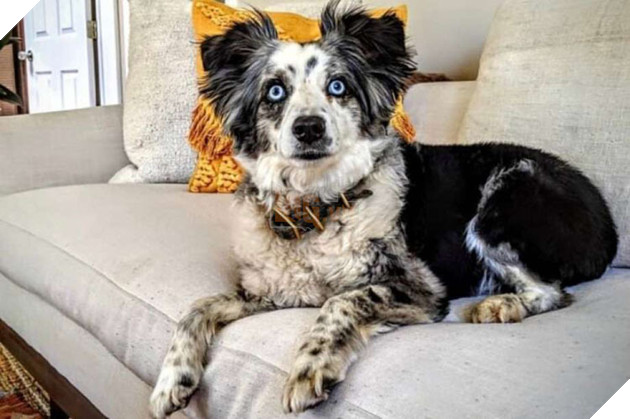  
Chú chó mất tích.