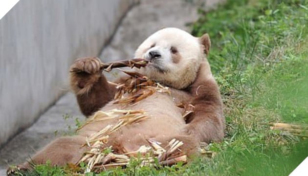 Gấu trúc màu nâu duy nhất trên thế giới bị “bắt nạt” đã được nhận nuôi