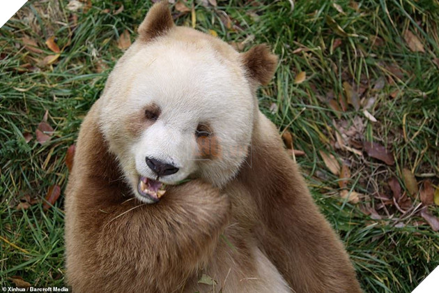 Gấu trúc màu nâu duy nhất trên thế giới bị “bắt nạt” đã được nhận nuôi 3