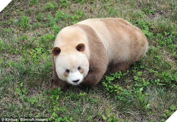 Gấu trúc màu nâu duy nhất trên thế giới bị “bắt nạt” đã được nhận nuôi 5