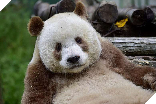 Gấu trúc màu nâu duy nhất trên thế giới bị “bắt nạt” đã được nhận nuôi 8