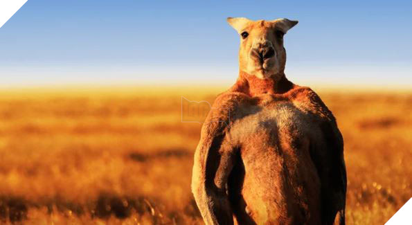  
Ai dám nói kangaroo hiền lành này, dễ thương khi 1 thủ lĩnh "cao to đen hôi" vừa phá tanh bành một thị trấn.