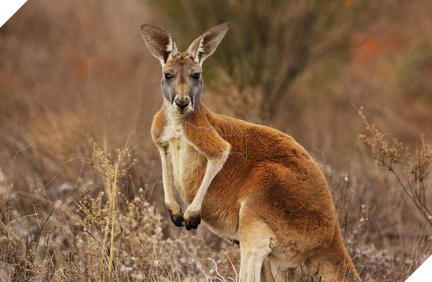 Kangaroo vạm vỡ 1,8m: Nổi tiếng hổ báo, làm trùm 1 thị trấn