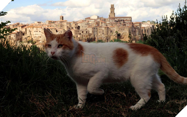 Chủ nuôi mèo sẽ phải hầu tòa vào tuần tới. Ảnh minh họa /// Reuters 