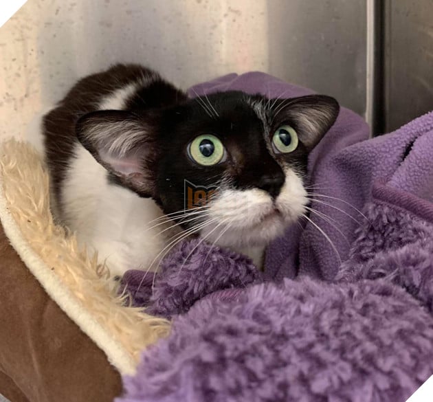 Mèo hoang bị bỏ rơi với bộ mặt như Husky vui mừng khi được nhận nuôi 7