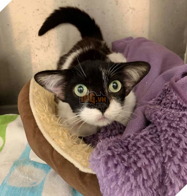 Mèo hoang bị bỏ rơi với bộ mặt như Husky vui mừng khi được nhận nuôi 3