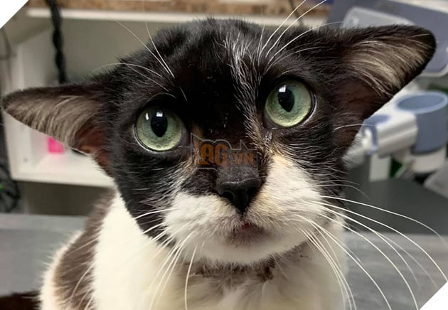 Mèo hoang bị bỏ rơi với bộ mặt như Husky vui mừng khi được nhận nuôi