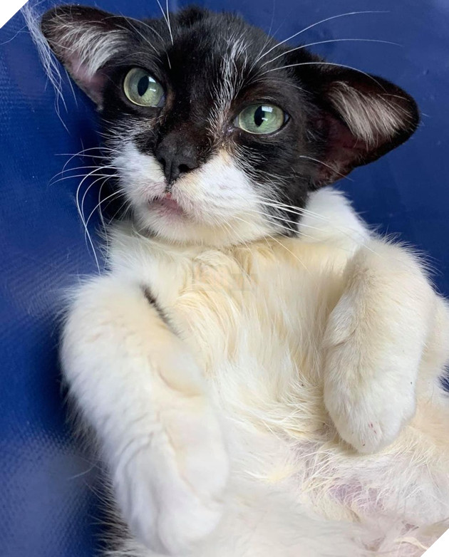 Mèo hoang bị bỏ rơi với bộ mặt như Husky vui mừng khi được nhận nuôi 8