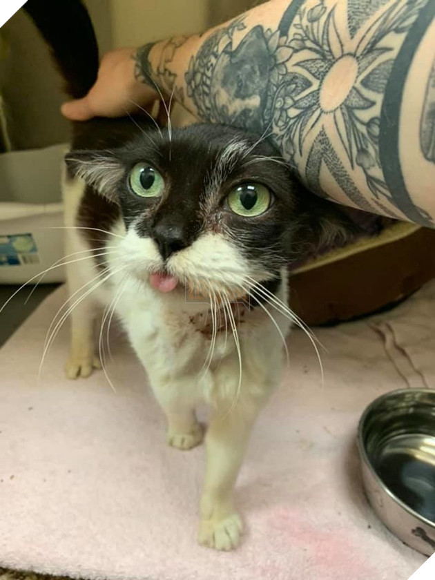 Mèo hoang bị bỏ rơi với bộ mặt như Husky vui mừng khi được nhận nuôi 2