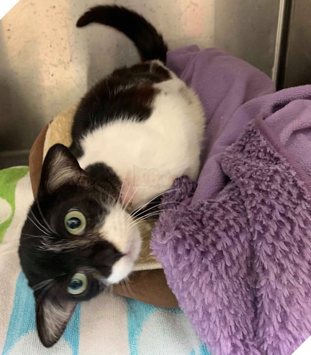 Mèo hoang bị bỏ rơi với bộ mặt như Husky vui mừng khi được nhận nuôi 6