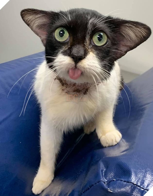 Mèo hoang bị bỏ rơi với bộ mặt như Husky vui mừng khi được nhận nuôi 4