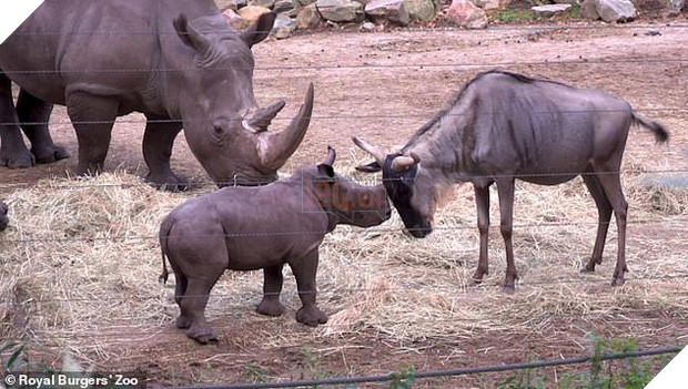 Cậy có mẹ bảo kê, tê giác con đi cà khịa đánh nhau với tất cả anh em động vật trong sở thú - Ảnh 3.