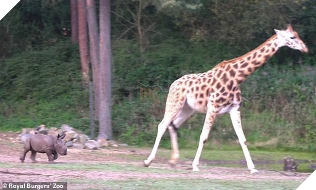 Cậy có mẹ bảo kê, tê giác con đi cà khịa đánh nhau với tất cả anh em động vật trong sở thú - Ảnh 2.