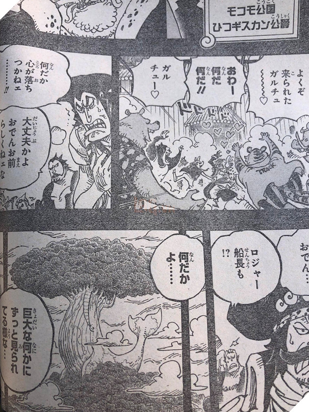 Spoiler One Piece 967 Roger đặt Chan đến Laugh Tale Kết Thuc Cuộc Phieu Lưu Của Roger