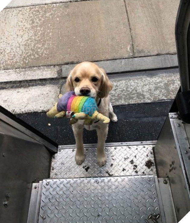 Anh em shipper bên Mỹ lập hẳn group Facebook về những chú chó mà họ gặp hàng ngày khi đang giao hàng 5