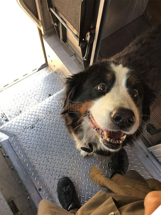 Anh em shipper bên Mỹ lập hẳn group Facebook về những chú chó mà họ gặp hàng ngày khi đang giao hàng 3