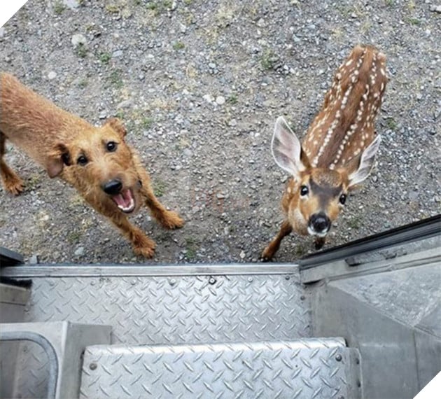 Anh em shipper bên Mỹ lập hẳn group Facebook về những chú chó mà họ gặp hàng ngày khi đang giao hàng