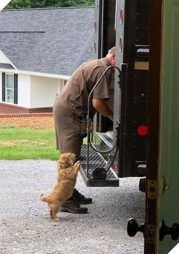 Anh em shipper bên Mỹ lập hẳn group Facebook về những chú chó mà họ gặp hàng ngày khi đang giao hàng 13