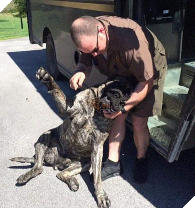 Anh em shipper bên Mỹ lập hẳn group Facebook về những chú chó mà họ gặp hàng ngày khi đang giao hàng 16