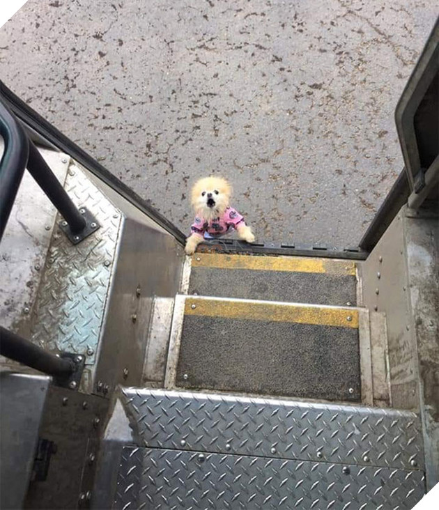 Anh em shipper bên Mỹ lập hẳn group Facebook về những chú chó mà họ gặp hàng ngày khi đang giao hàng 8