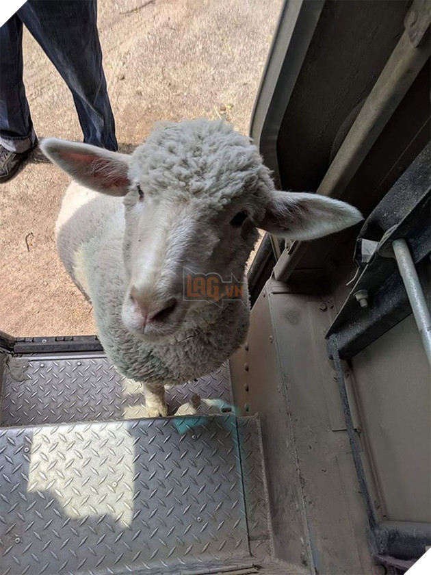 Anh em shipper bên Mỹ lập hẳn group Facebook về những chú chó mà họ gặp hàng ngày khi đang giao hàng 11