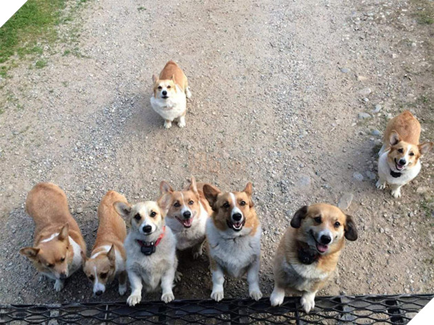 Anh em shipper bên Mỹ lập hẳn group Facebook về những chú chó mà họ gặp hàng ngày khi đang giao hàng 7