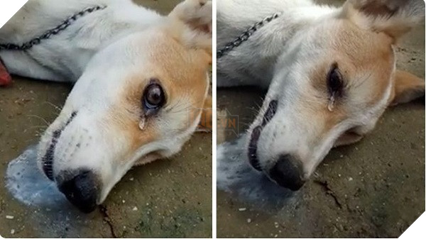  
Con vật cũng có cảm xúc, chúng thậm chí cũng biết khóc, biết đơn đau, vui vẻ. (Ảnh minh họa)