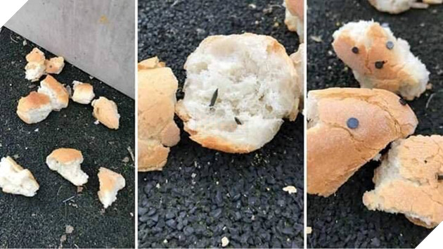  
Xiên đinh vào thức ăn: Thủ đoạn mới của hội chăn chó!