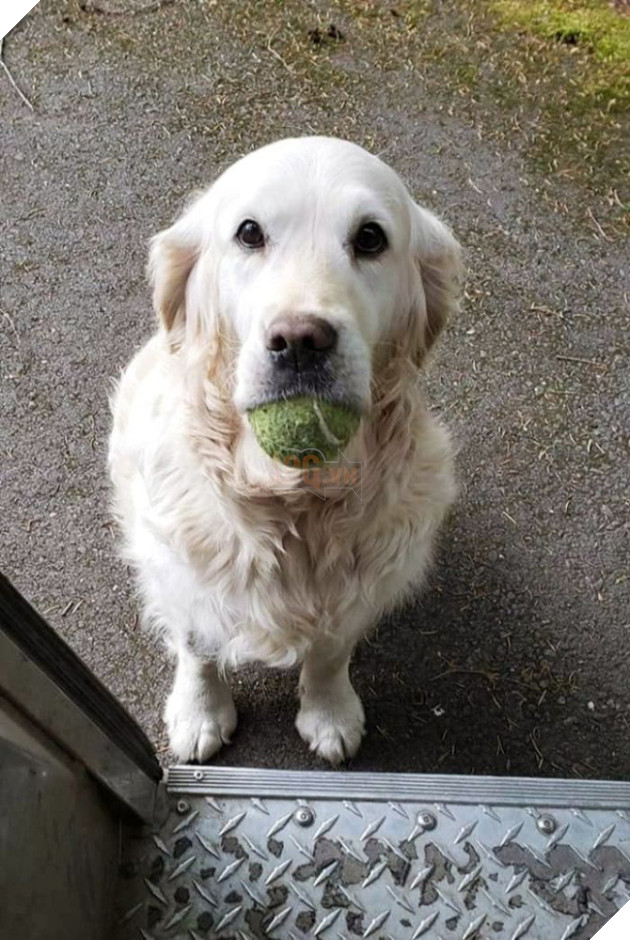 Anh em shipper bên Mỹ lập hẳn group Facebook về những chú chó mà họ gặp hàng ngày khi đang giao hàng 14