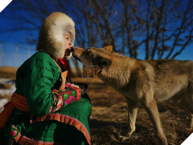 Cô gái Mông Cổ với dàn pet độc 8 con sói, 3 bạn trai đều đòi chia tay vì sợ cãi nàng sẽ bị ăn thịt 2