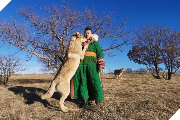 Cô gái Mông Cổ với dàn pet độc 8 con sói, 3 bạn trai đều đòi chia tay vì sợ cãi nàng sẽ bị ăn thịt 4